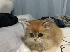-创凡宠物医院·骨专科  猫科中心(西乡分院)