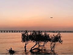 -宝安西湾红树林湿地公园