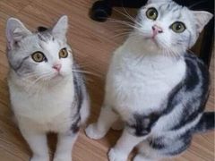 iphone_upload_pic-Bastet sally猫舍购宠(静安店)