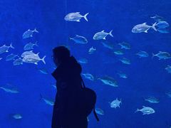 -哈尔滨波塞冬海底世界