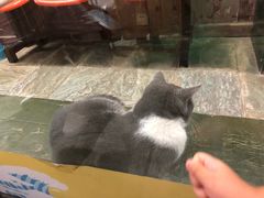 -猫咪博物馆(顶澳仔猫街店)