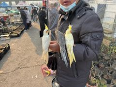 -中环花鸟鱼虫市场