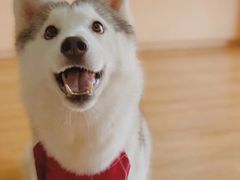 桃心-Husky Go! 哈士奇体验馆·宠物咖啡厅狗咖