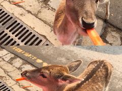 -常州淹城野生动物世界