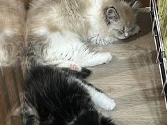-柴迷FANS CLUB·柴犬狗咖·猫咖