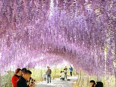 -大塘金香草谷