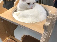 -飞行喵MR PILOT|猫舍·猫咖(静安大融城店)