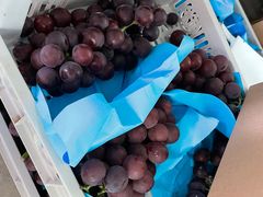 -马陆小张葡萄园农家乐