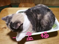 -藦茜花园宠物主题亲子互动体验馆(国顺东路店)