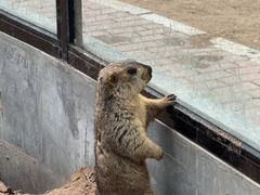 -鄂尔多斯野生动物园