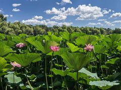 -长春市南湖公园