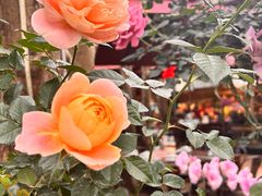 -园林美食城·本土农家菜(杨和镇店)