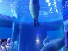 -上海海昌海洋公园-停车场