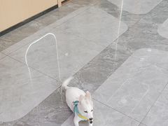 -pd派德宠物中心医院24H急重症·眼科中心·血液透析中心(嵩山北路店)