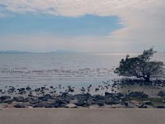 -深圳湾公园(南山区)