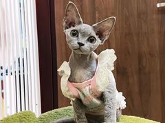 -琪喵猫屋·撸猫猫咖·猫舍