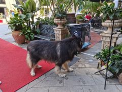 -more than meow吴止猫主题餐厅(承德 中船汇店)