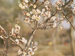 -蜀冈西峰生态公园