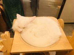 -飞行喵MR PILOT|猫舍·猫咖(静安大融城店)