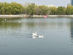 -莲花池公园