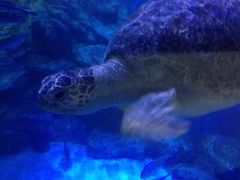 -烟台海昌鲸鲨海洋公园