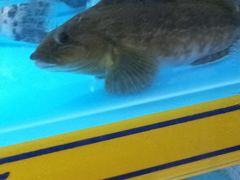 -海贡平价海鲜超市