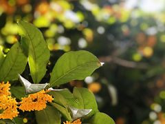 -青桃餐厅
