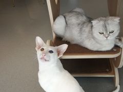 -飞行喵MR PILOT|猫舍·猫咖(静安大融城店)