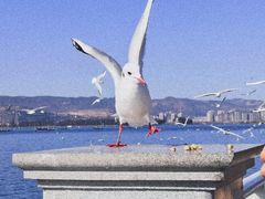 -海埂大坝