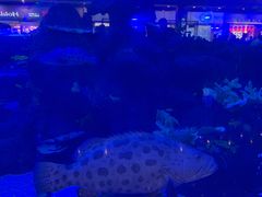 -成都浩海立方海洋公园