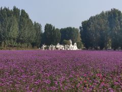 -紫海香堤香草艺术庄园