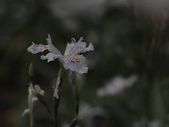 -四川大学(望江校区)