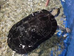 -顺德南宏海立方海洋公园