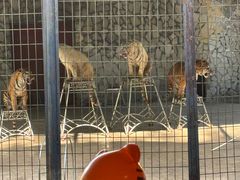 -贵州森林野生动物园