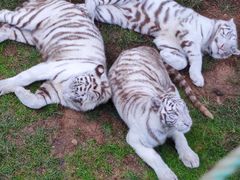 -西霞口神雕山野生动物世界