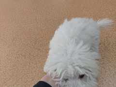 -宠颐生中康贝怡动物医院