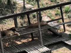 -石家庄市动物园