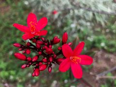 -天适樱花悠乐园