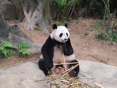 -广州长隆野生动物世界