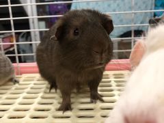 -钓仓鼠(洋桥北里小区店)