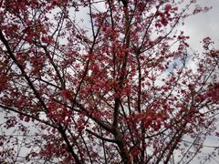 android_upload_pic-天适樱花悠乐园