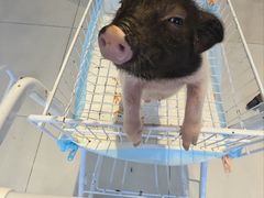 -怪兽屋·羊驼·猫咖·狗咖(俊华广场店)