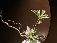 -海派悦庭·海胆烧麦·新融合菜(凯德广场店)