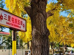 -三里屯东五街银杏大道