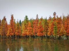 -白鹭湾湿地公园