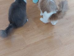 -1013 PET SHOP精品宠物商店(丁香店)