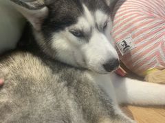 -Husky Go! 哈士奇体验馆·宠物咖啡厅狗咖