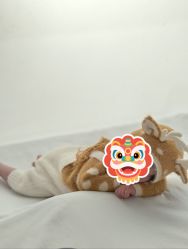 -玛瑞莎孕婴童摄影到家拍