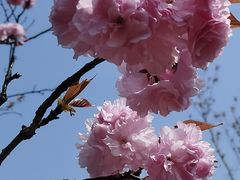 -西京湾花海