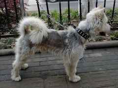 -伟伟宠物医院·CT影像中心·瑞派犬猫综合性门诊(汉口总院)